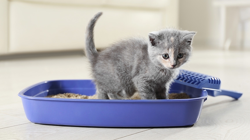 養貓一個月花費幾多錢-貓糧-貓驗身-貓玩具-詳細養貓開支清單
